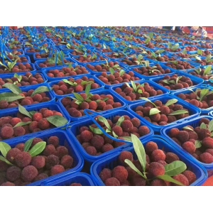 臺(tái)州特色水果